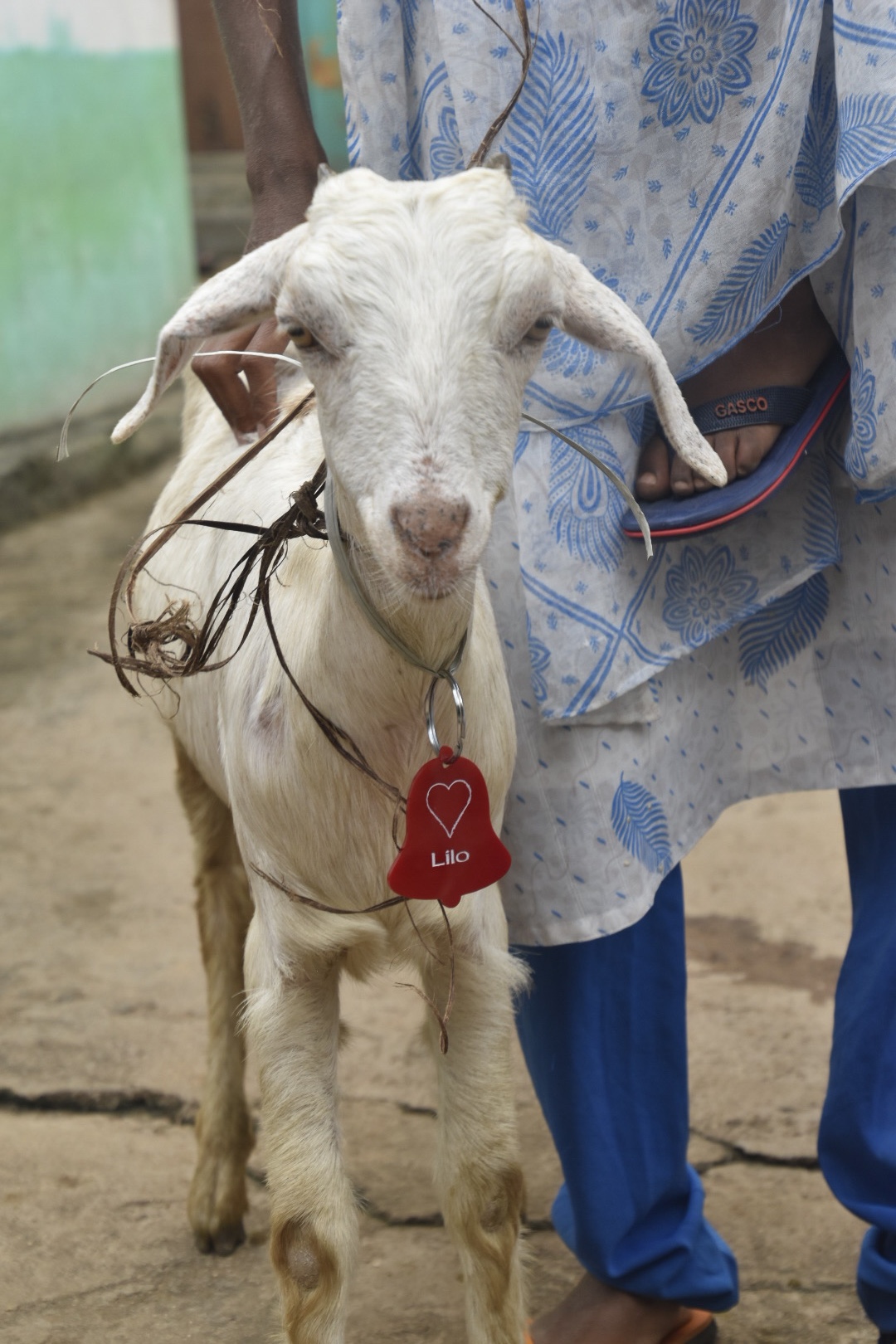 Goats and shoes for ShG women – Go 
